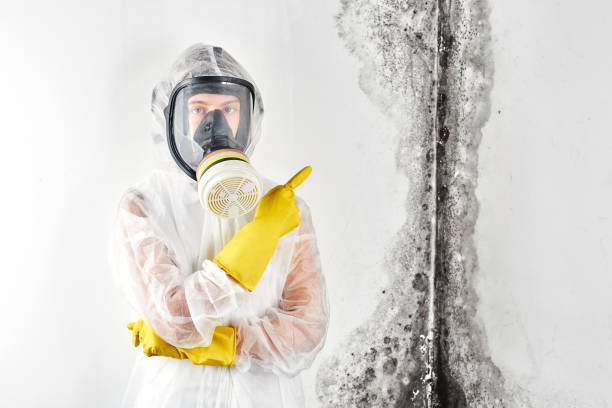 Bethel Manor, VA Mold Removal & Remediation Company